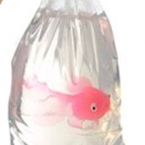 Just Bubbly - Wholesale Bar Soap - My Pet Fish®