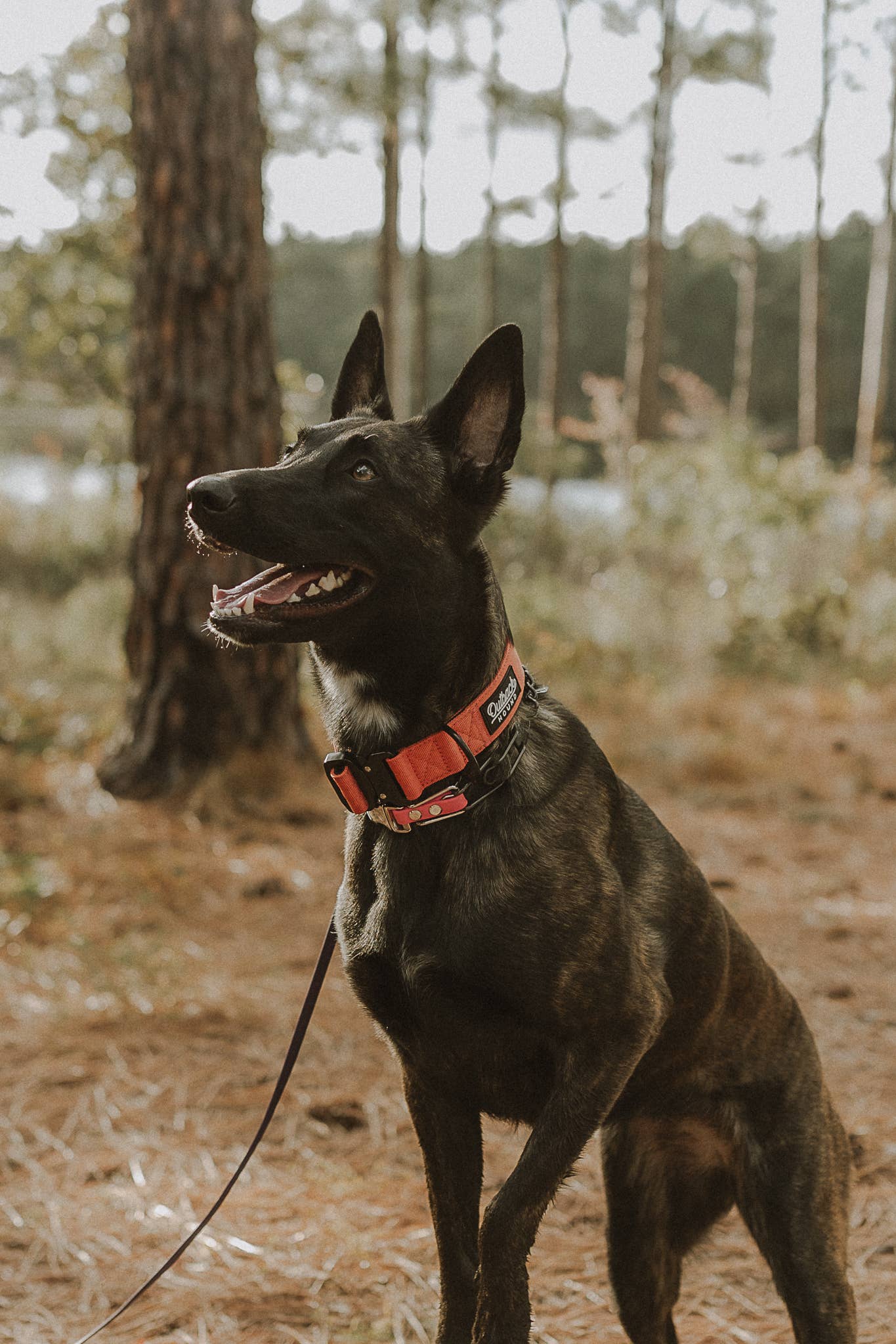 Outback Hound - Vente Collier – chien - Collier pour chien Burnt Orange Premium3