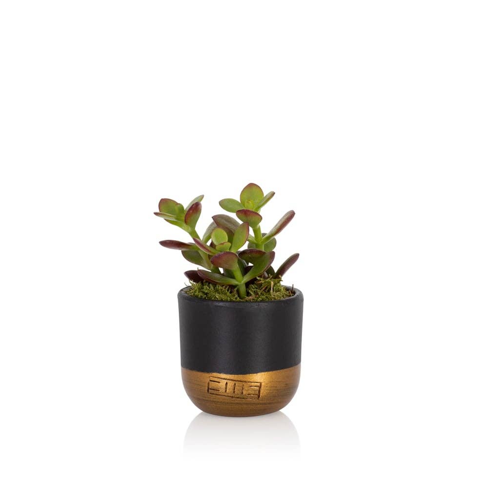 The Little Botanical – wholesale Succulent – Crassula13