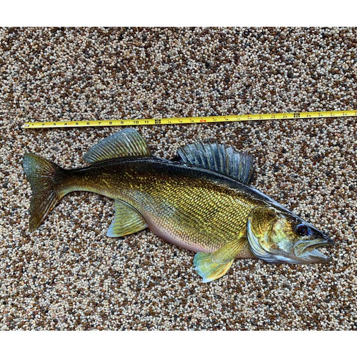 Reelistic Replicas - Wholesale Wall Accent - Walleye Replica Mount - 29 Inch Walleye Replica