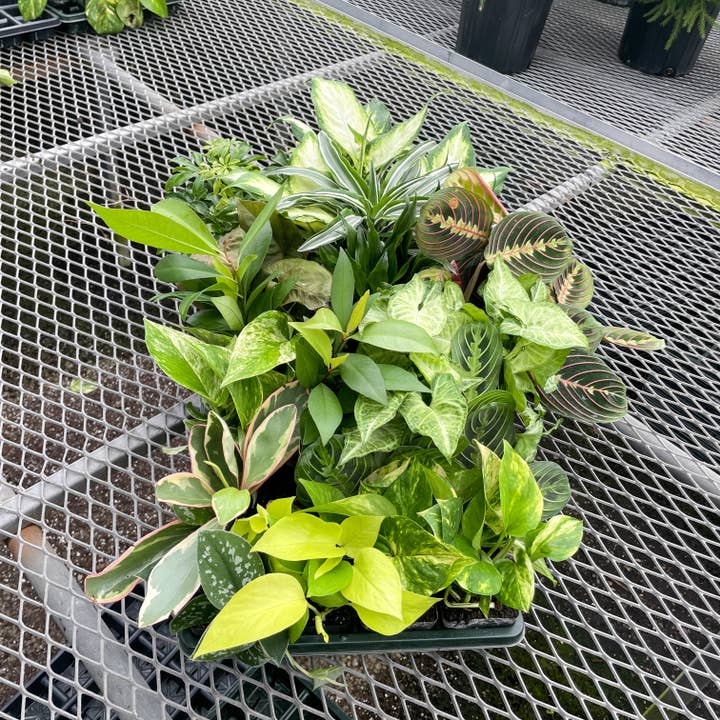 Thorsen's Greenhouse - Wholesale Live Plant - Grower's Choice Premium Houseplant Assortment - 3" Plants