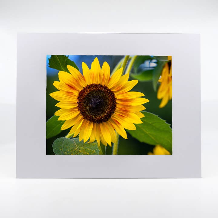 Artwork-Sunflowers for wholesale by Mike Ring Photography