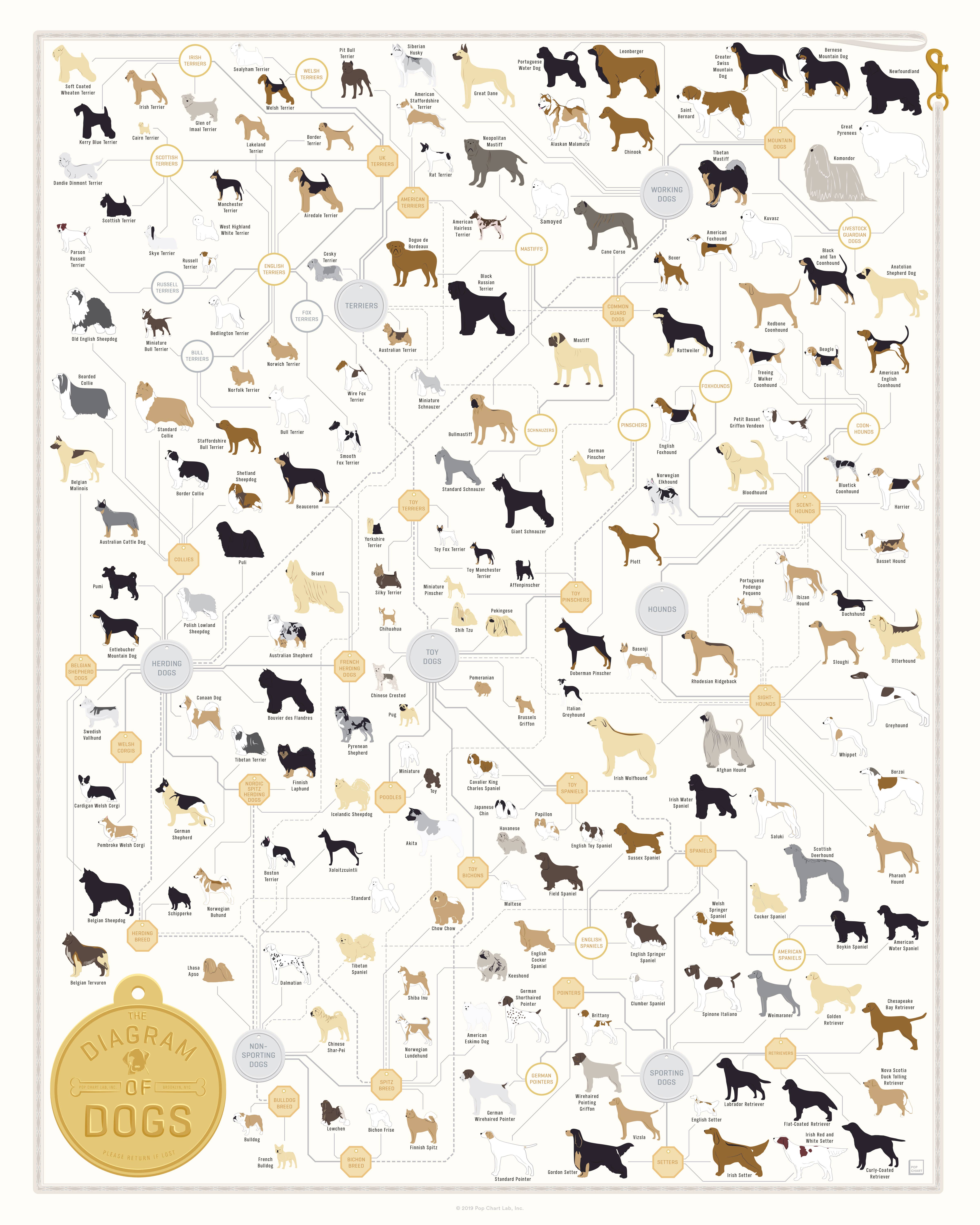 Pop Chart - Wholesale Poster - The Diagram of Dogs | 16" x 20" art poster1