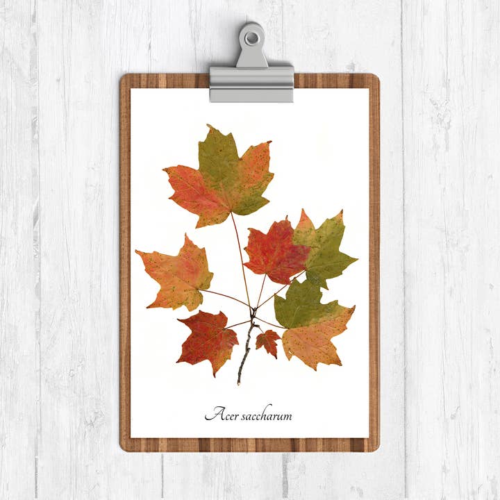 Autumn Leaves Sugar Maple Botanical Print for wholesale by Ecobota