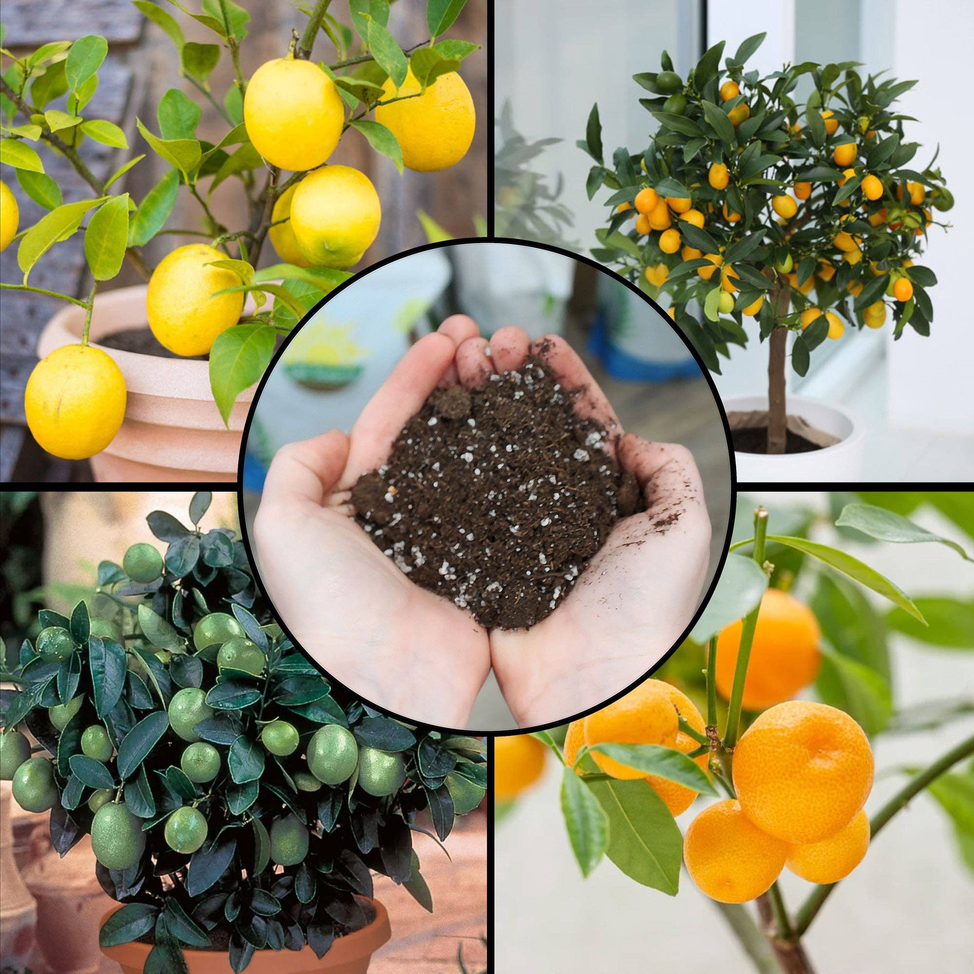 Kurated Korner - Wholesale Planting/Potting Soil - Soil Sunrise Citrus Tree Potting Soil Mix1