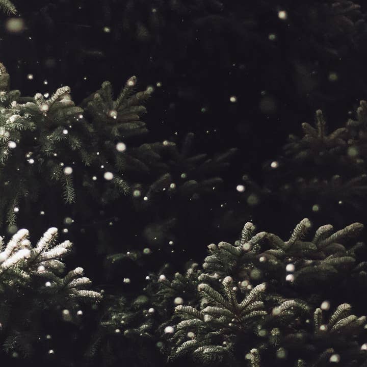 Forget Me Not oils Europe - Wholesale Fragrance Oil - Christmas Tree Fragrance Oil