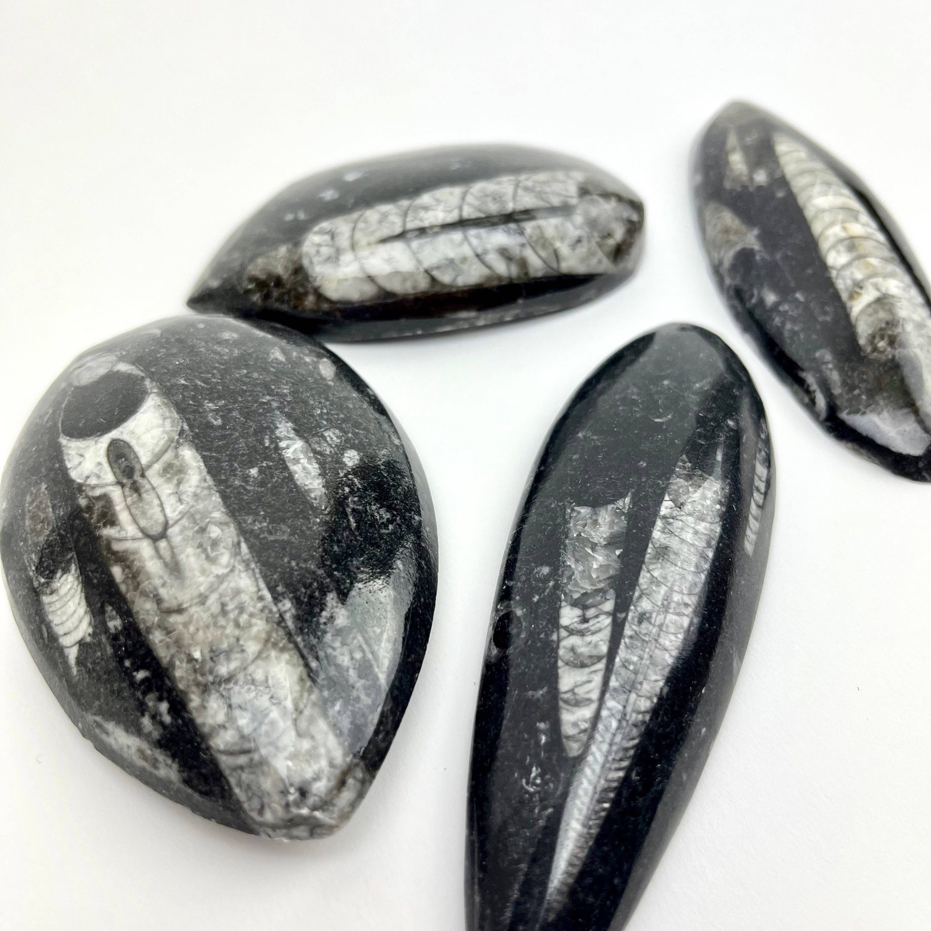 Pelham Grayson Rose - Wholesale Spiritual Stone/Crystal - Polished Fossil Orthoceras | 50-100mm  | Morocco2