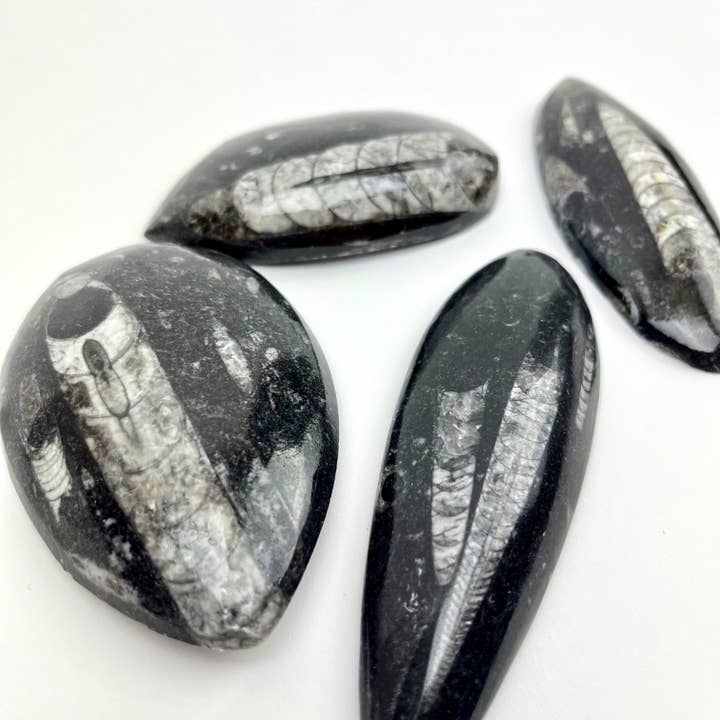 Pelham Grayson Rose - Wholesale Spiritual Stone/Crystal - Polished Fossil Orthoceras | 50-100mm | Morocco2