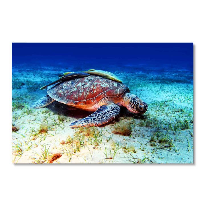 Sea Turtle Sea Floor, art mural en acrylique pour la vente par ART BLVD