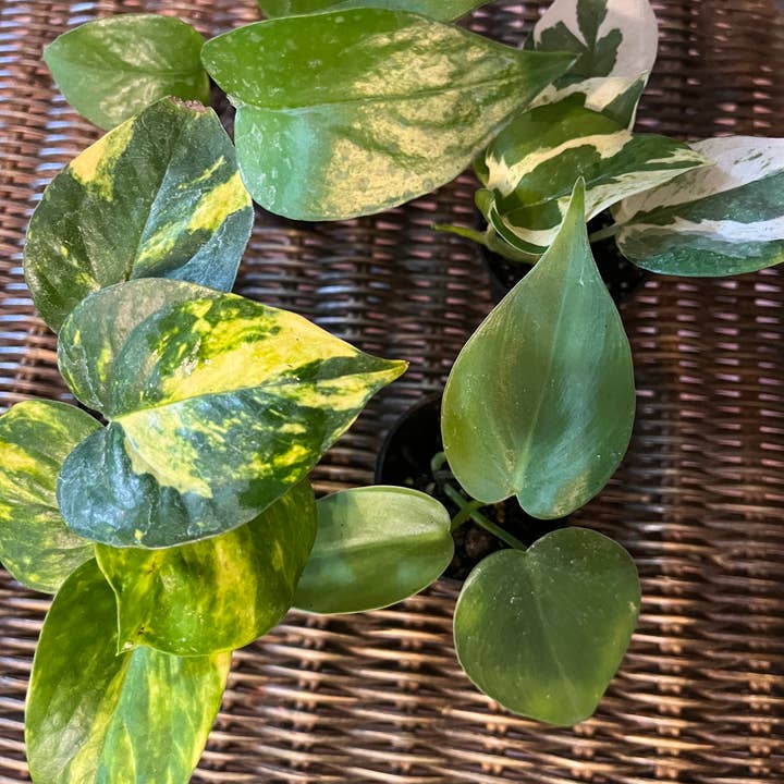 2" Potted Pothos Assortment for wholesale by Succulents & Such, Inc.