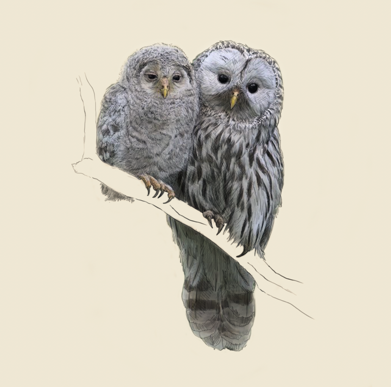 Hidden Planet – wholesale Valentine's Day card – Barred Owls - Cute Card1