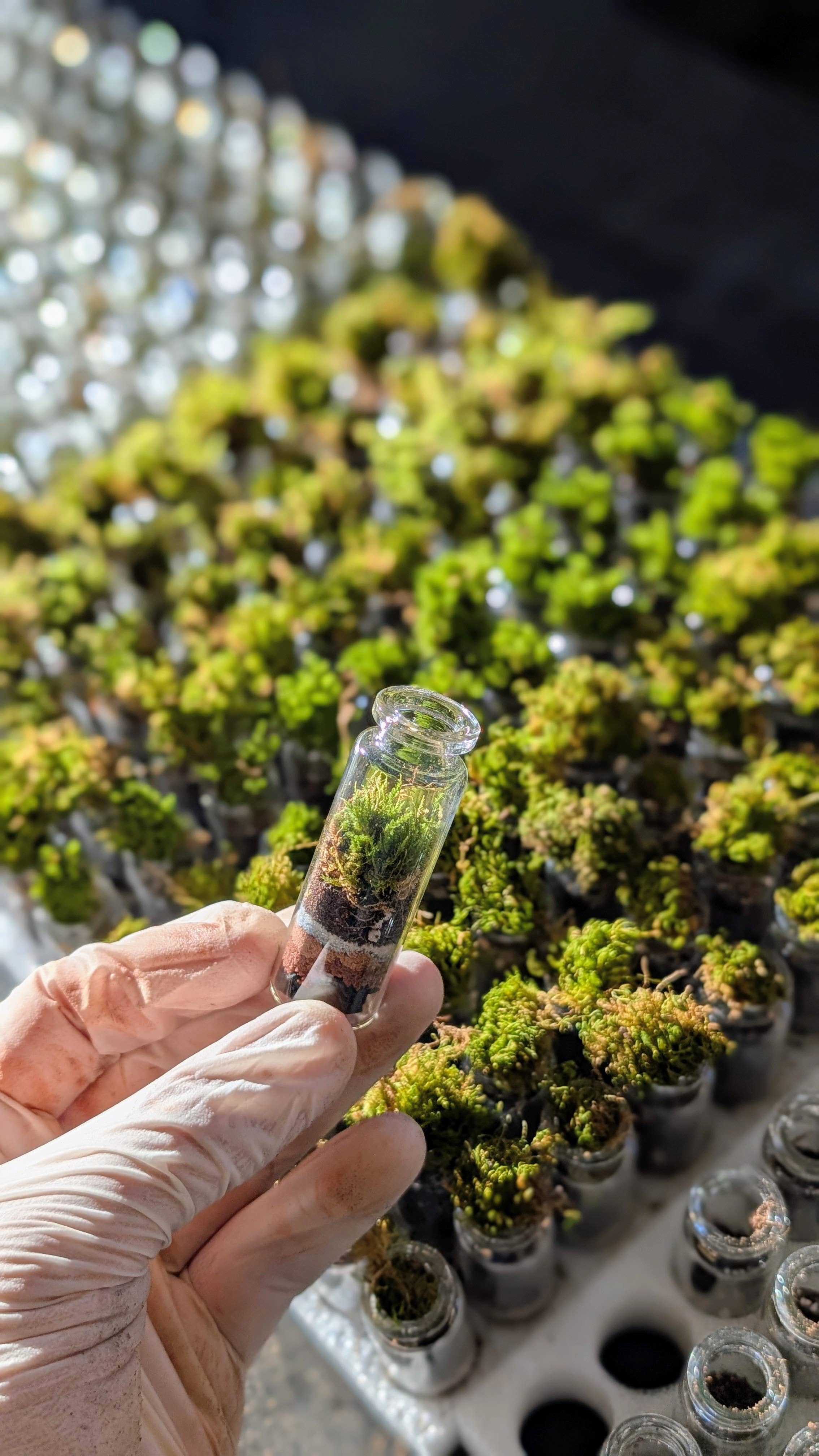 TERRART NYC - Wholesale Terrarium - Pocket Terrarium / Self Sustaining Miniature Ecosystem7