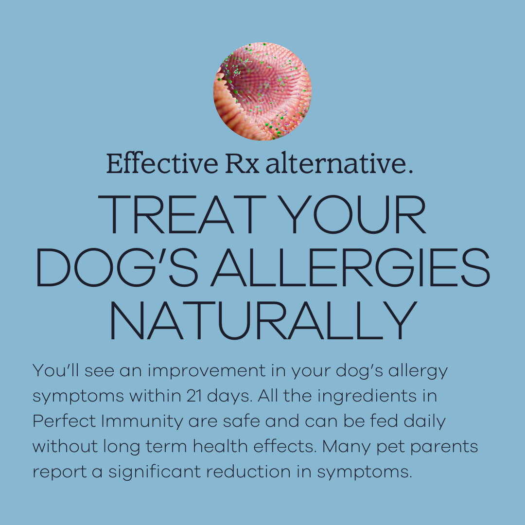 Yumwoof Natural Pet Food - Wholesale Pet Supplement - Dog - Perfect Immunity1