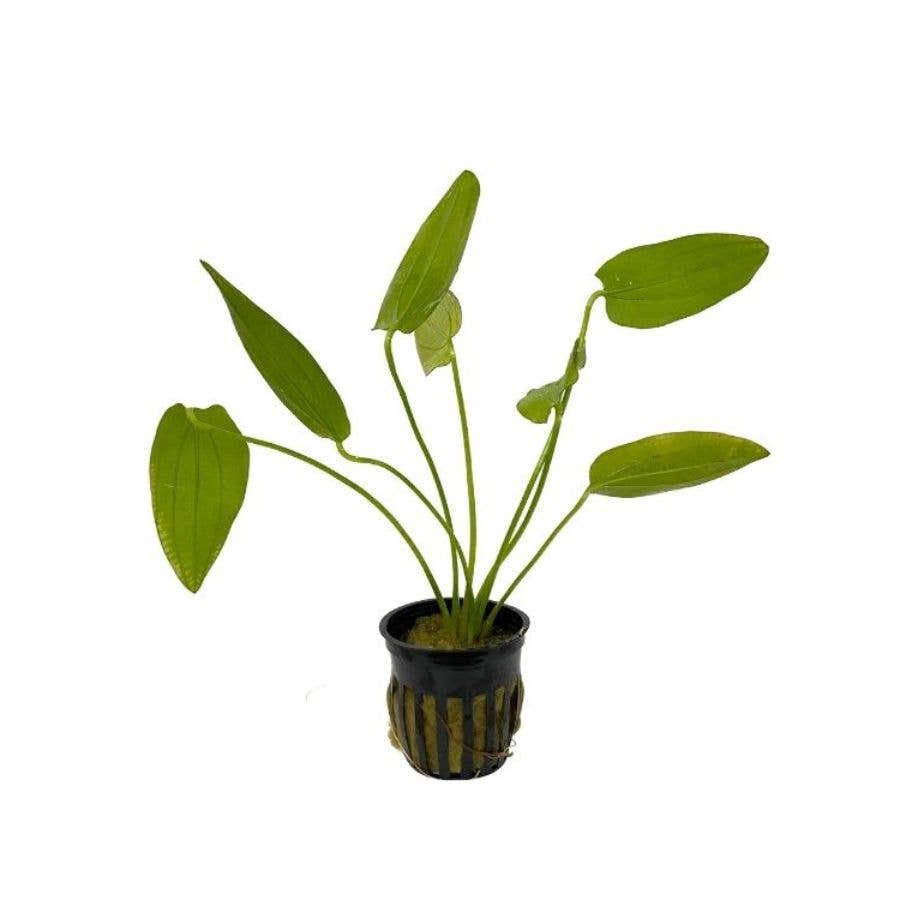 Wetplants - Wholesale Live Plant - Grower's Choice Assorted Aquatic 2" Potted Plants3