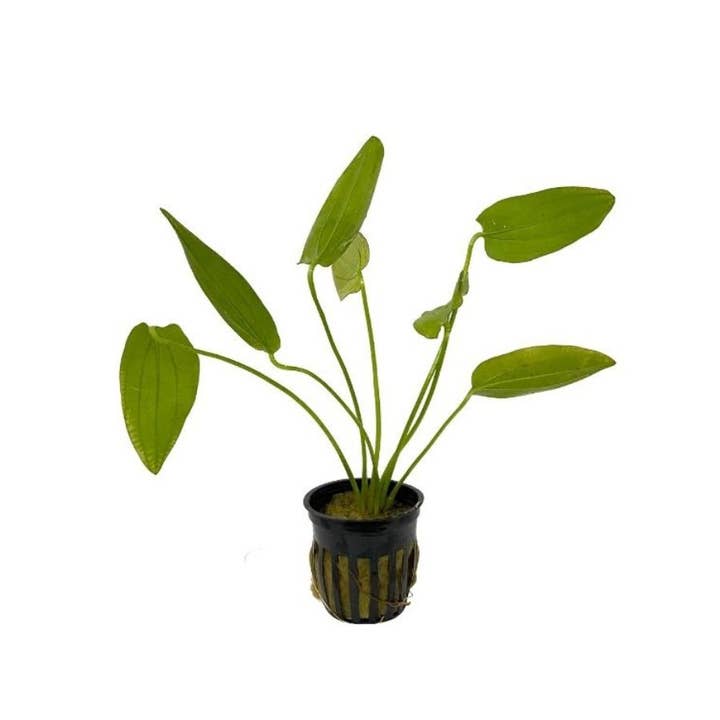 Wetplants - Wholesale Live Plant - Grower's Choice Assorted Aquatic 2" Potted Plants3