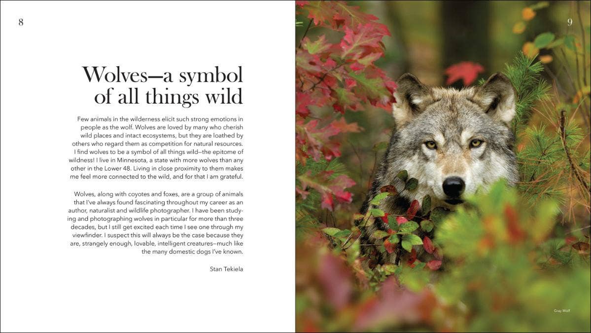 AdventureKEEN - Vente Nature et plein air - Loups, coyotes et renards2