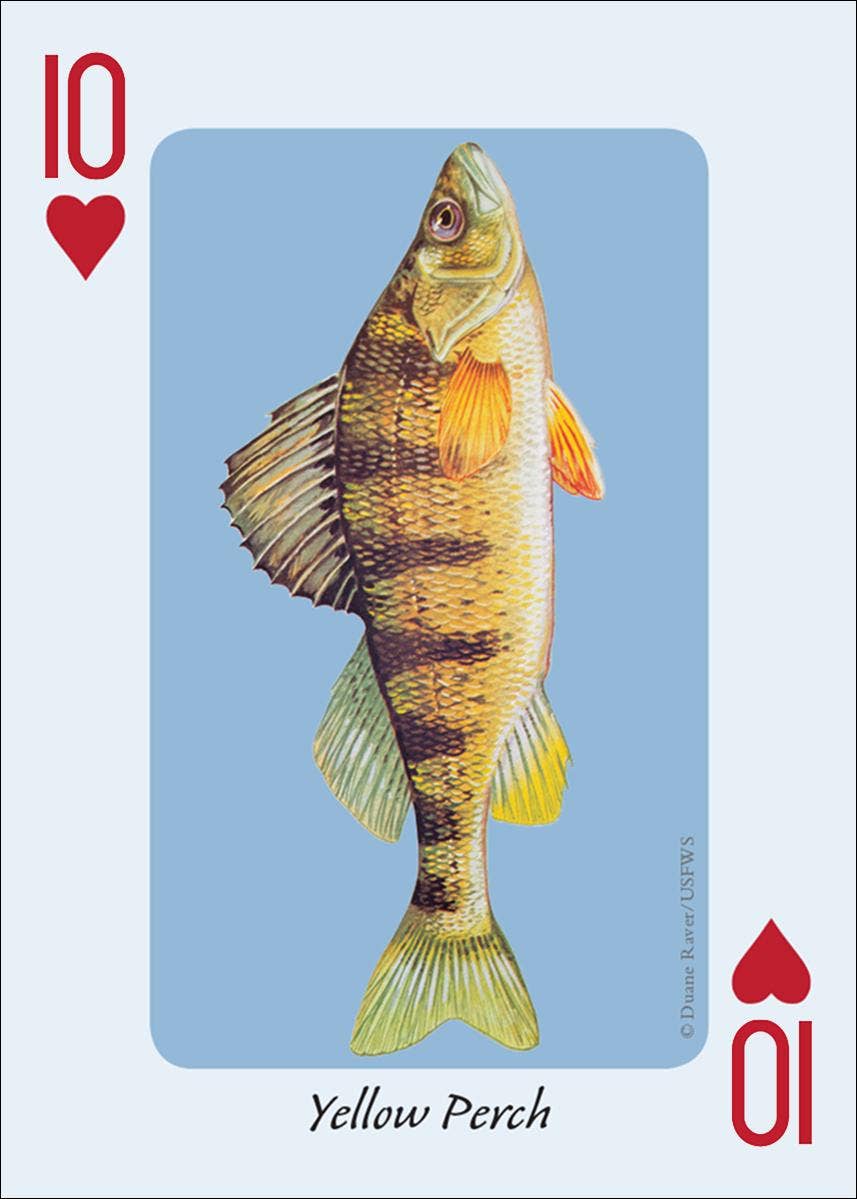 AdventureKEEN - Wholesale Playing Cards - Fish of the Midwest Playing Cards2