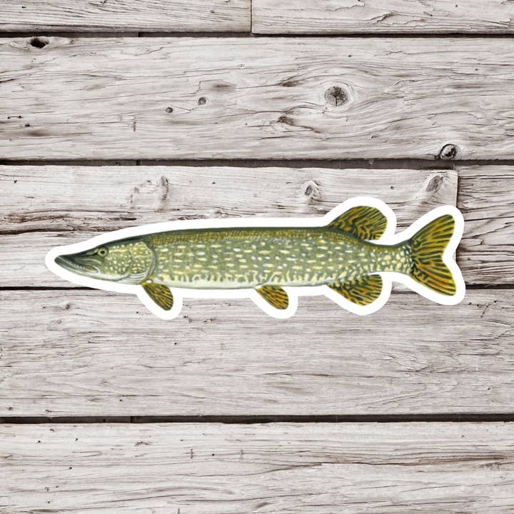 Northern Pike Sticker, Northern Sticker, Fish Sticker for wholesale by NatureCuts