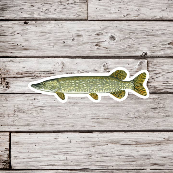 Northern Pike Sticker, Northern Sticker, Fish Sticker for wholesale by NatureCuts