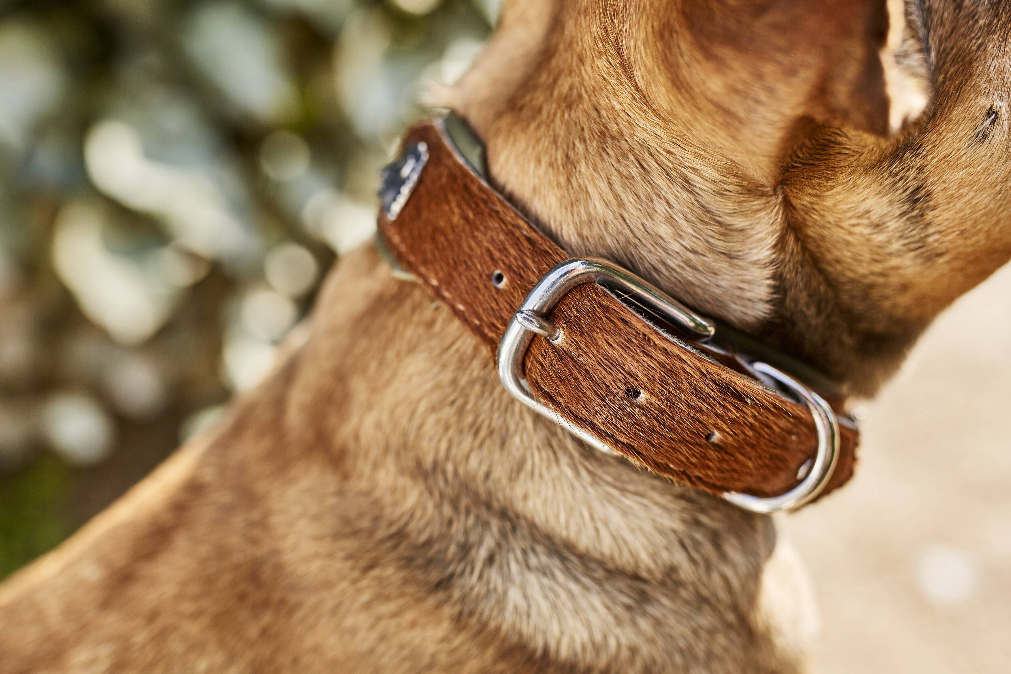 bruin-groen BAVARIA hondenhalsband van nappa en rundsleer voor groothandel op Faire10