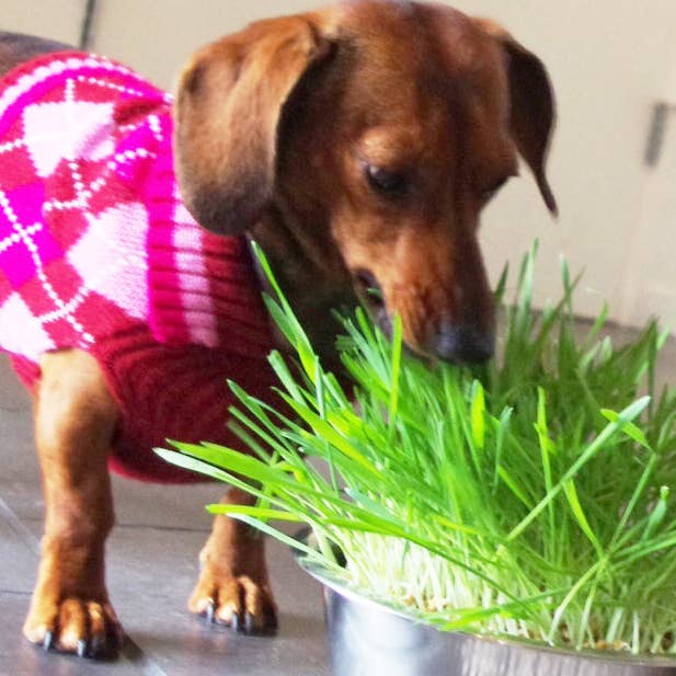 Potting Shed Creations, Ltd. - Wholesale Pet Toy - Cat/Dog - Pet Garden Sprinkle Pail | Best Seller9