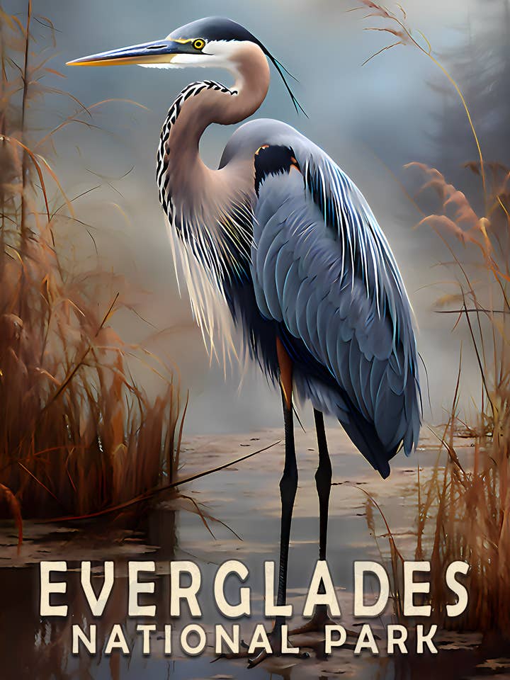 Impressions murales Great Blue Heron - Everglades Souvenir pour la décoration d'intérieur — Œuvre d'art de 8 x 10 pouces — 11 pouces x 14 pouces mats pour la vente par Mowbi