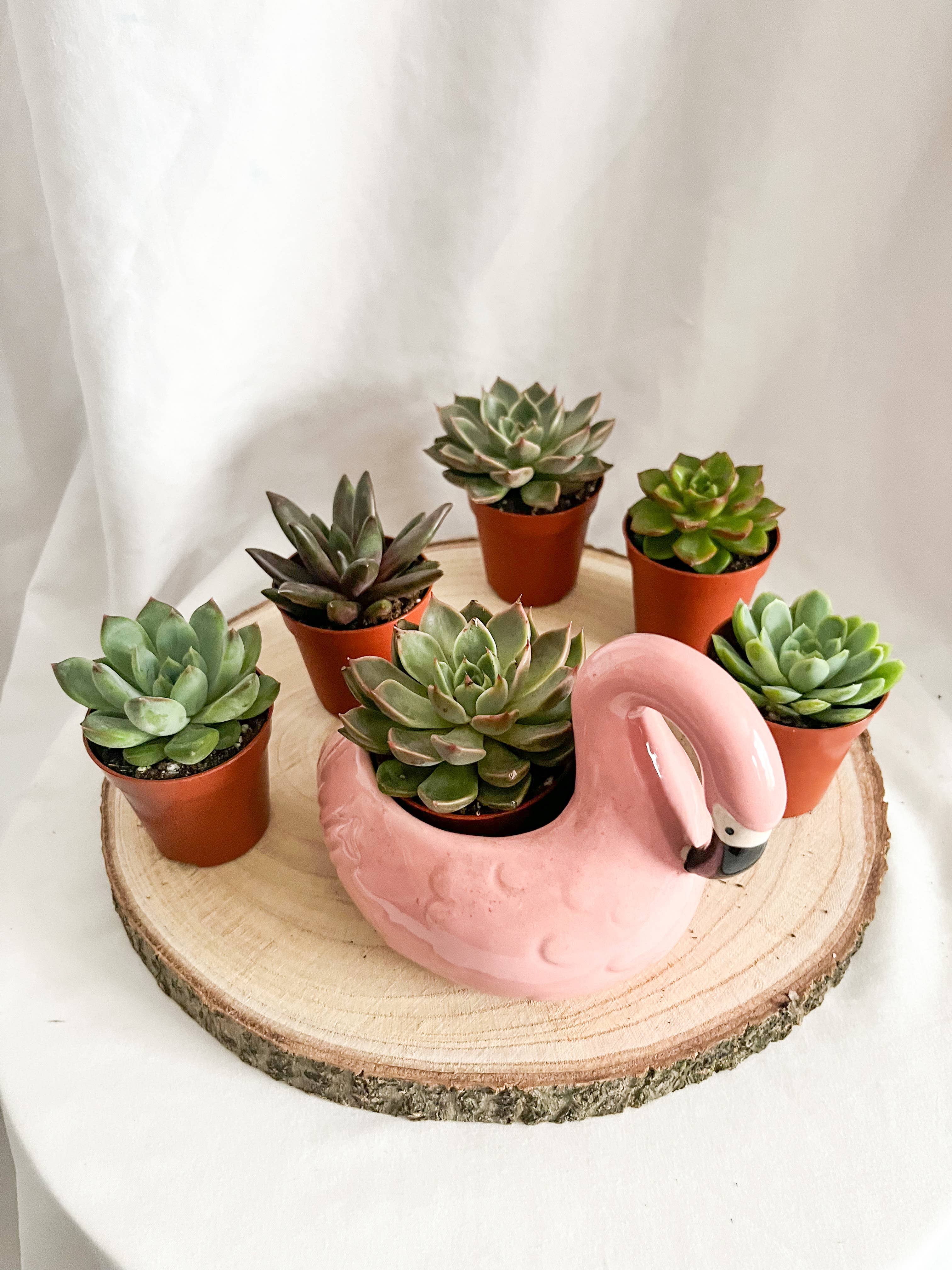 Wholesale Indoor Mixed Succulents Houseplants 6 Cm Plant