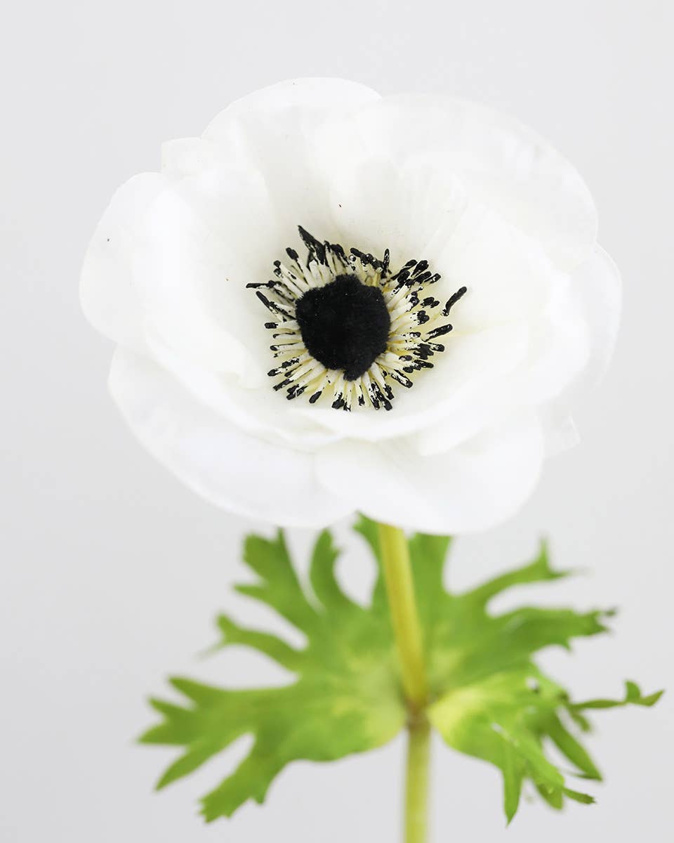 Prestige Botanicals - Wholesale Artificial Flowers - Real Touch White Anemone 17.5”5