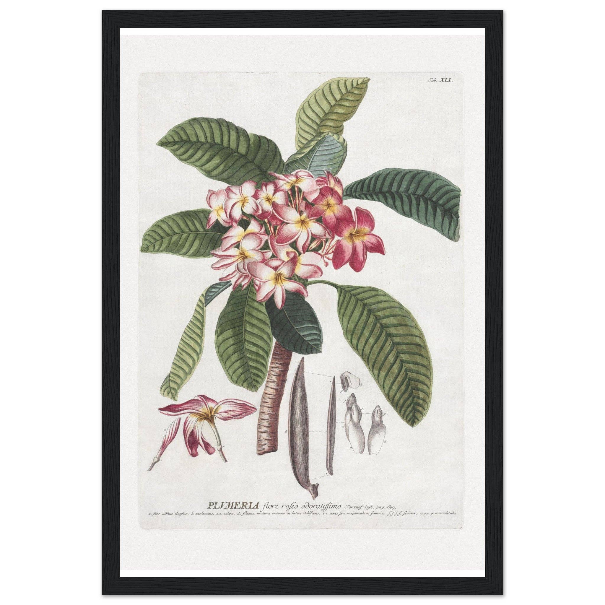 Maison de Paloma - Vendita all'ingrosso Stampa artistica - Plumeria13