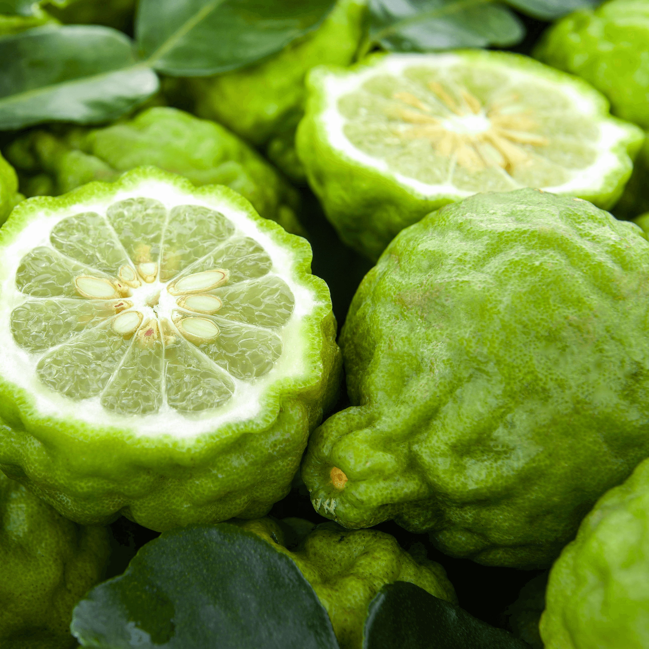 Natural Approach - Wholesale Deodorant - Unisex - Bergamot, Grapefruit & Lime - Natural Deodorant7