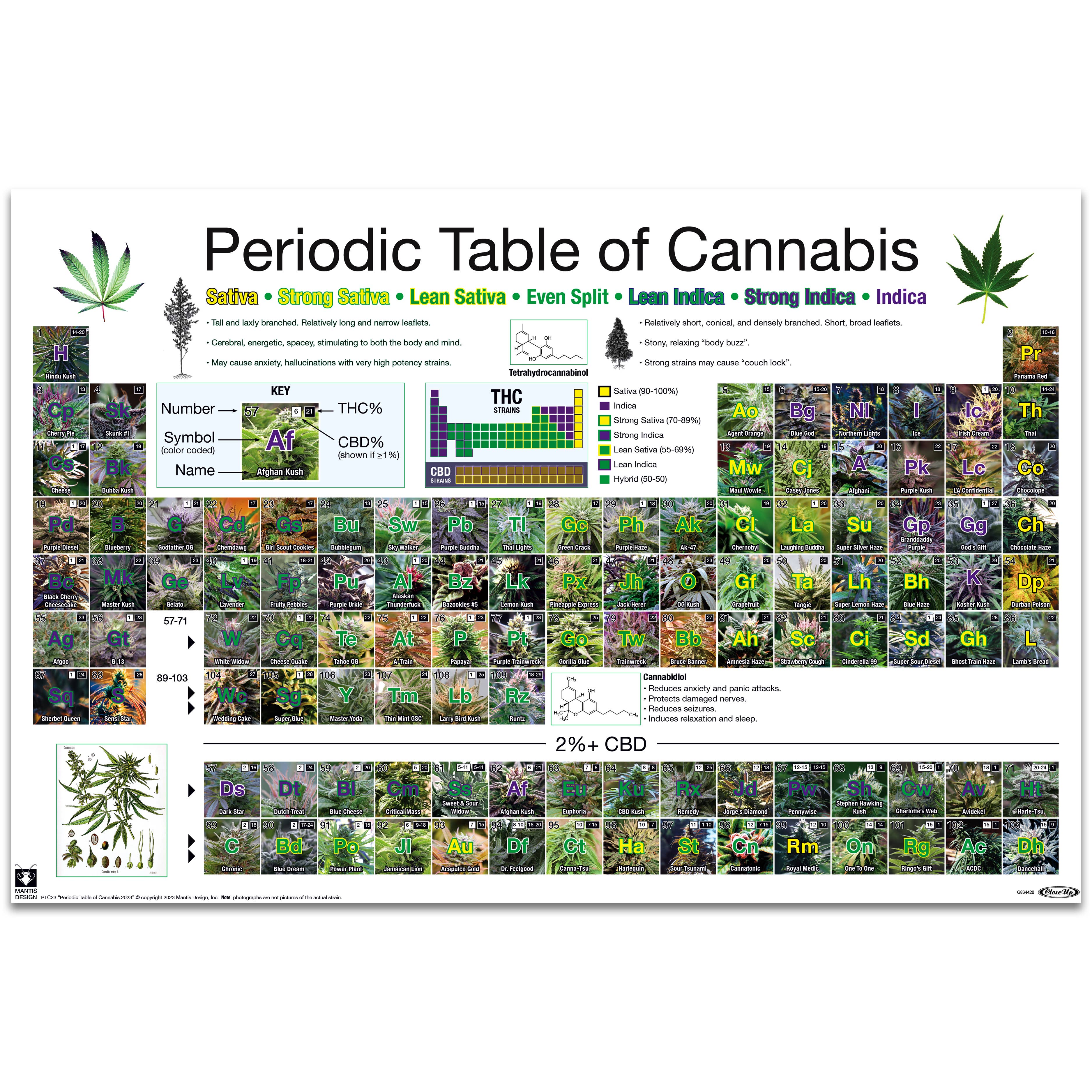 Close Up GmbH - Wholesale Poster - Periodic Table Of Cannabis Periodic Table of Hemp Strains0