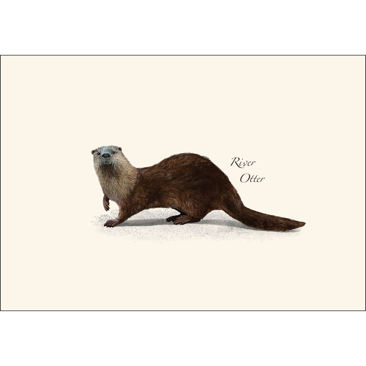 Earth Sky + Water - Wholesale Stationery/Notecard Set - River Otter Notecard1