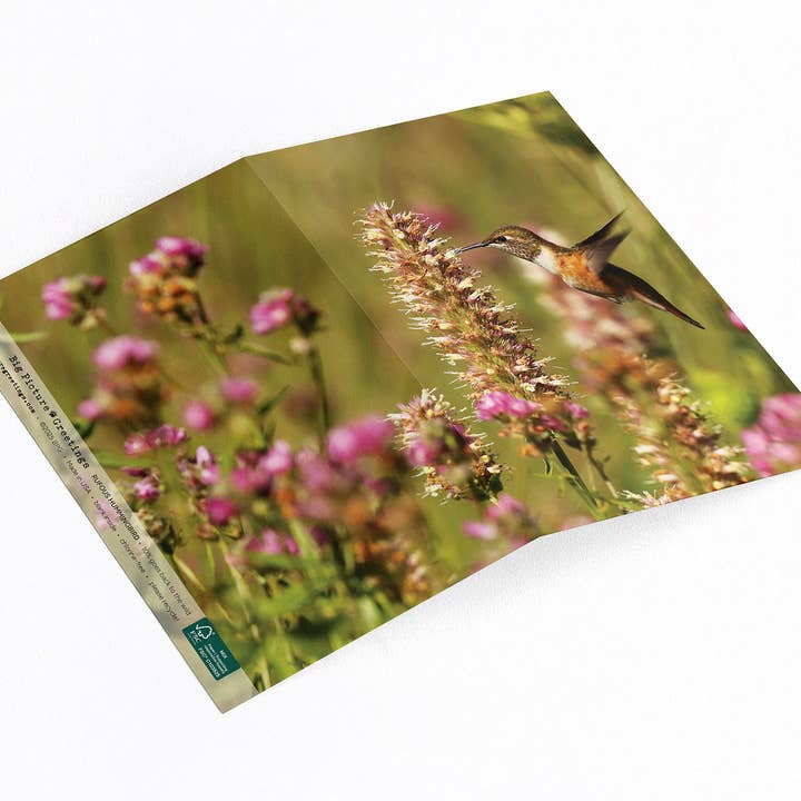 “Meanwhile on the Mountain” Rufous Hummingbird for wholesale by Elster Photography/Big Picture Greetings
