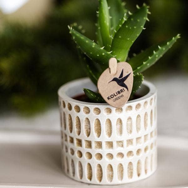 Oasis of Life - Wholesale Plant Pot - Decorative Pot Mosaic – Ø6cm – Flower Pot with Golden Mosaic Details – Stylish Mini Planter for Succulents & Small Plants – Elegant Ceramic Decor for Living Spaces & Windowsill4