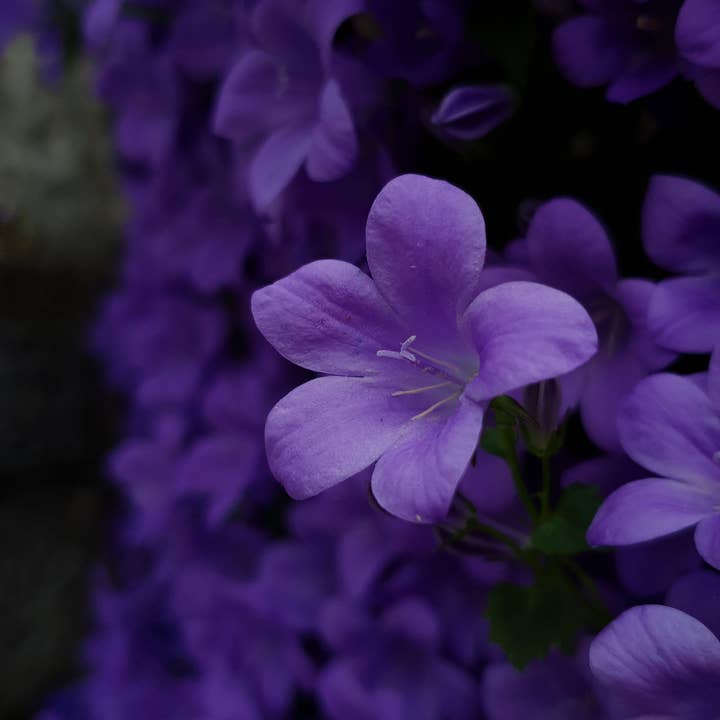 Forget Me Not oils Europe - Wholesale Fragrance Oil - Night Violet - Fragrance Oil
