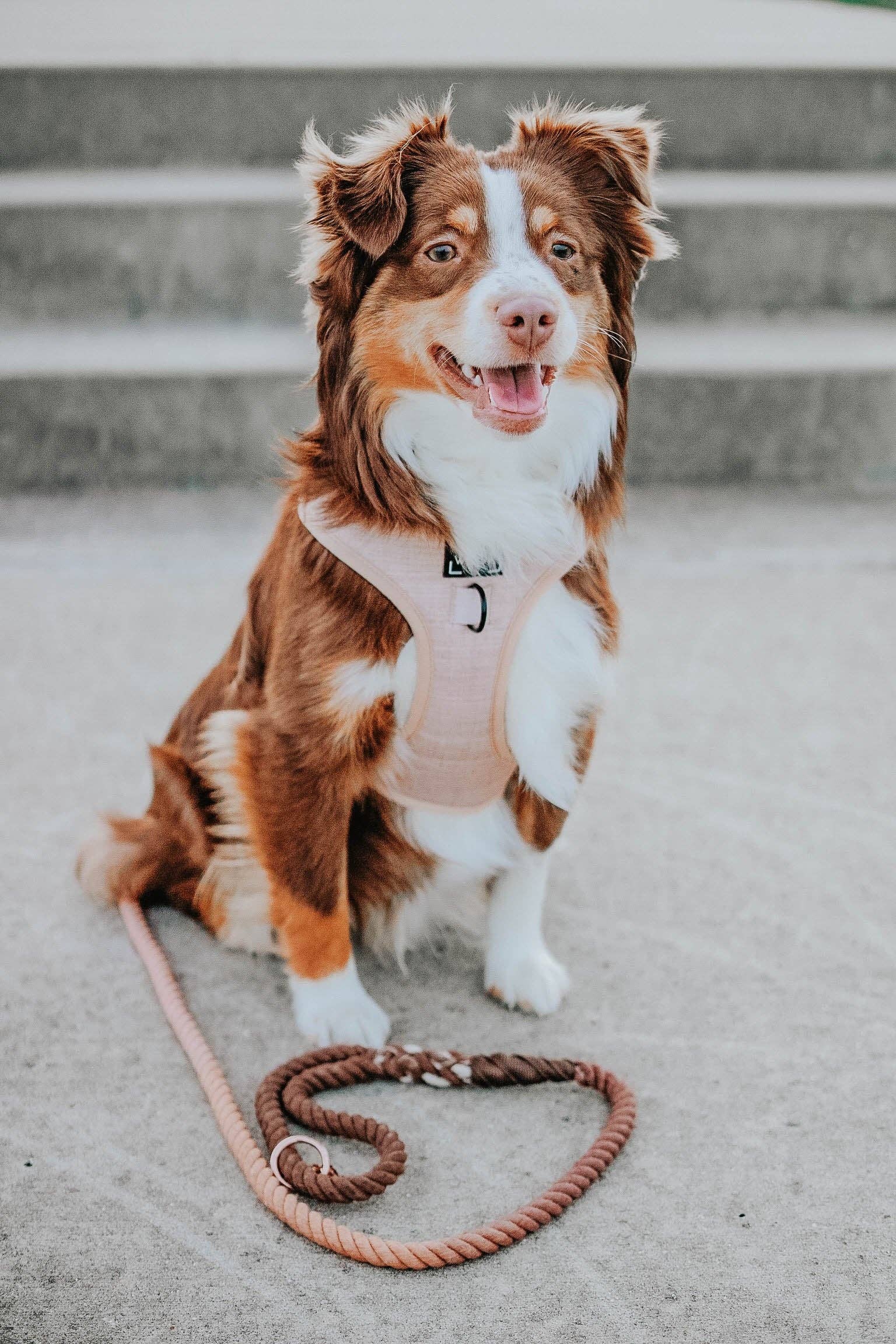 SASSY WOOF - Wholesale Pet Harness - Dog - Dog Adjustable Harness - Pinot18