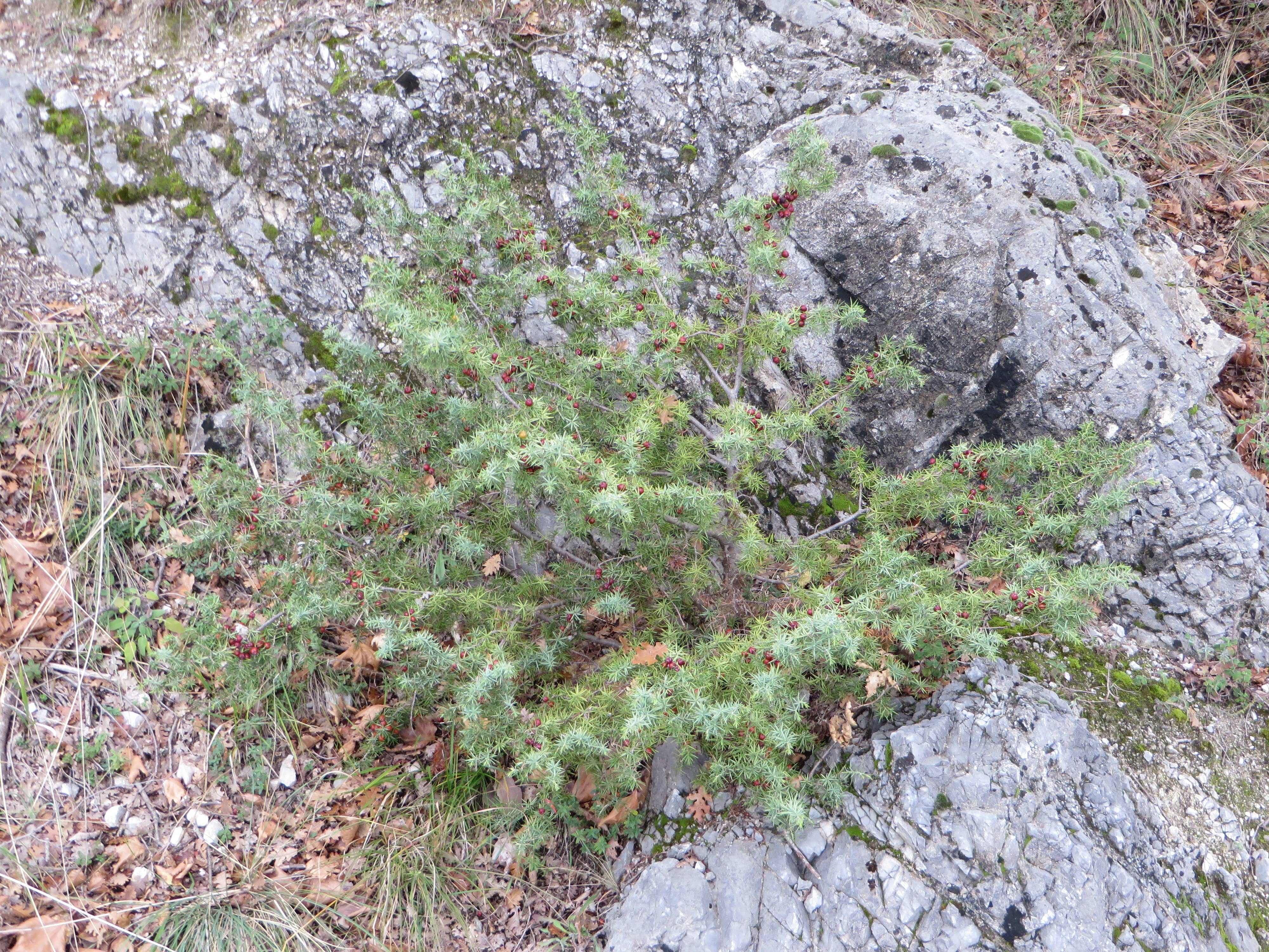 Moly the mythic antidote - Wholesale Health/Detox Tea - Thyme, Greek herb, Organic,  100gr1