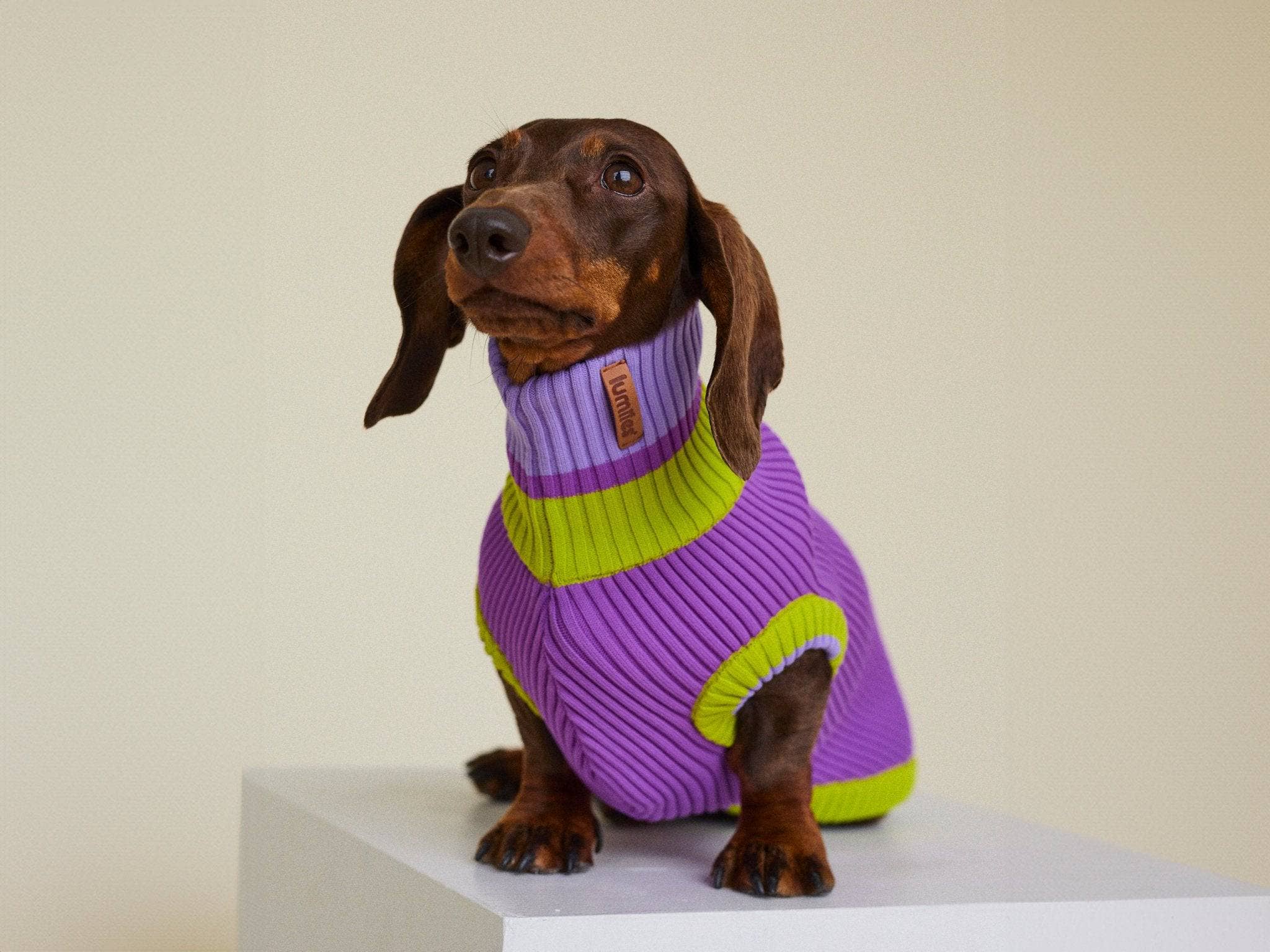 VIOLA SPRING THE GLOW JUMPER - Neon Dog Sweater - (Viola Spring) for wholesale on Faire4