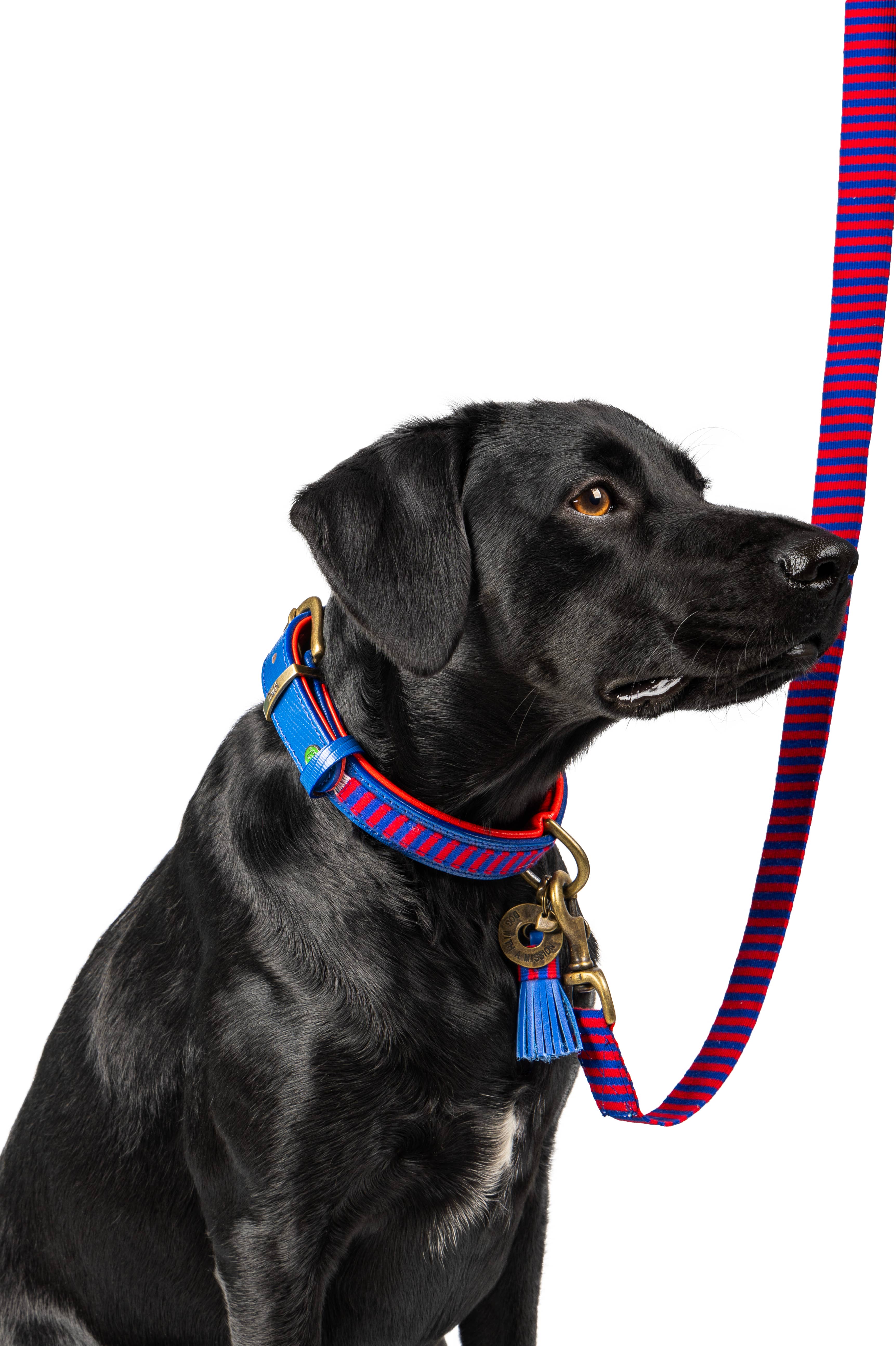 Dog with a Mission - Wholesale Pet Leash - Dog - Mr Clooney dog leash2