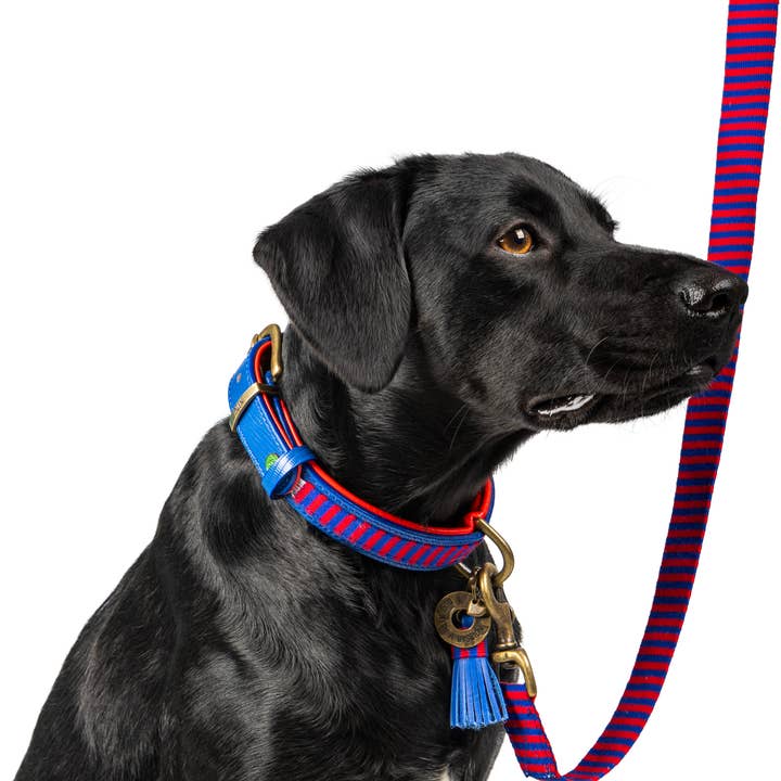 Dog with a Mission - Wholesale Pet Leash - Dog - Mr Clooney dog leash2