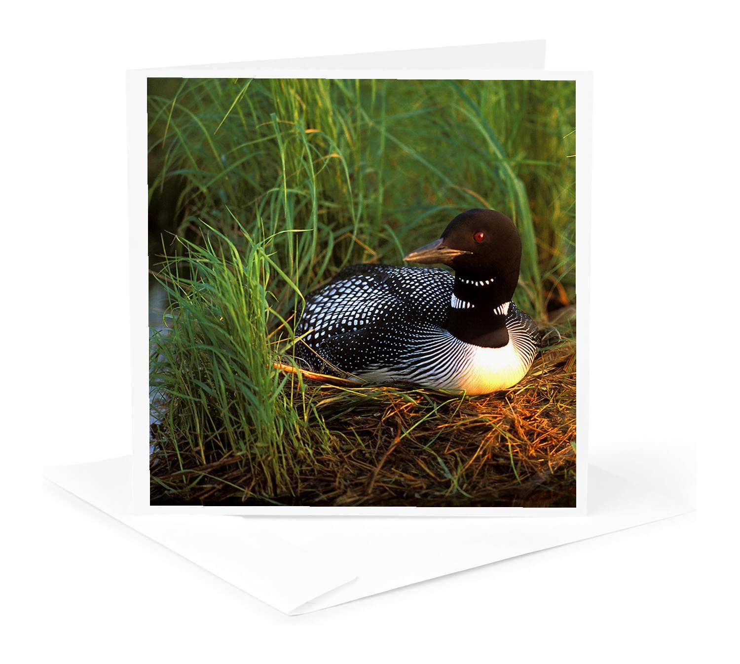 3dRose – wholesale Vardagliga hälsningskort – 3dRose, Minnesota, Storlom, Leech Lake - US24 PHA0015 - Peter Hawkins, Gratulationskort0