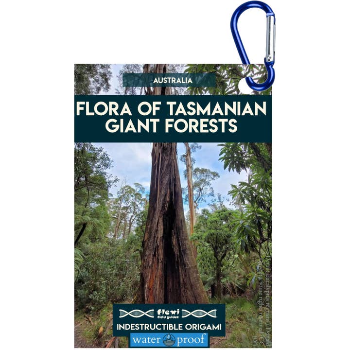Flora af de tasmanske kæmpeskove - Uforgængelig origami for engroshandel hos Flexi Field Guides