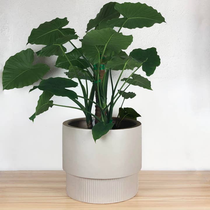 Common House Studio - Wholesale Plant Pot - FLUTED BASE PEDESTAL POT | PLANTER6