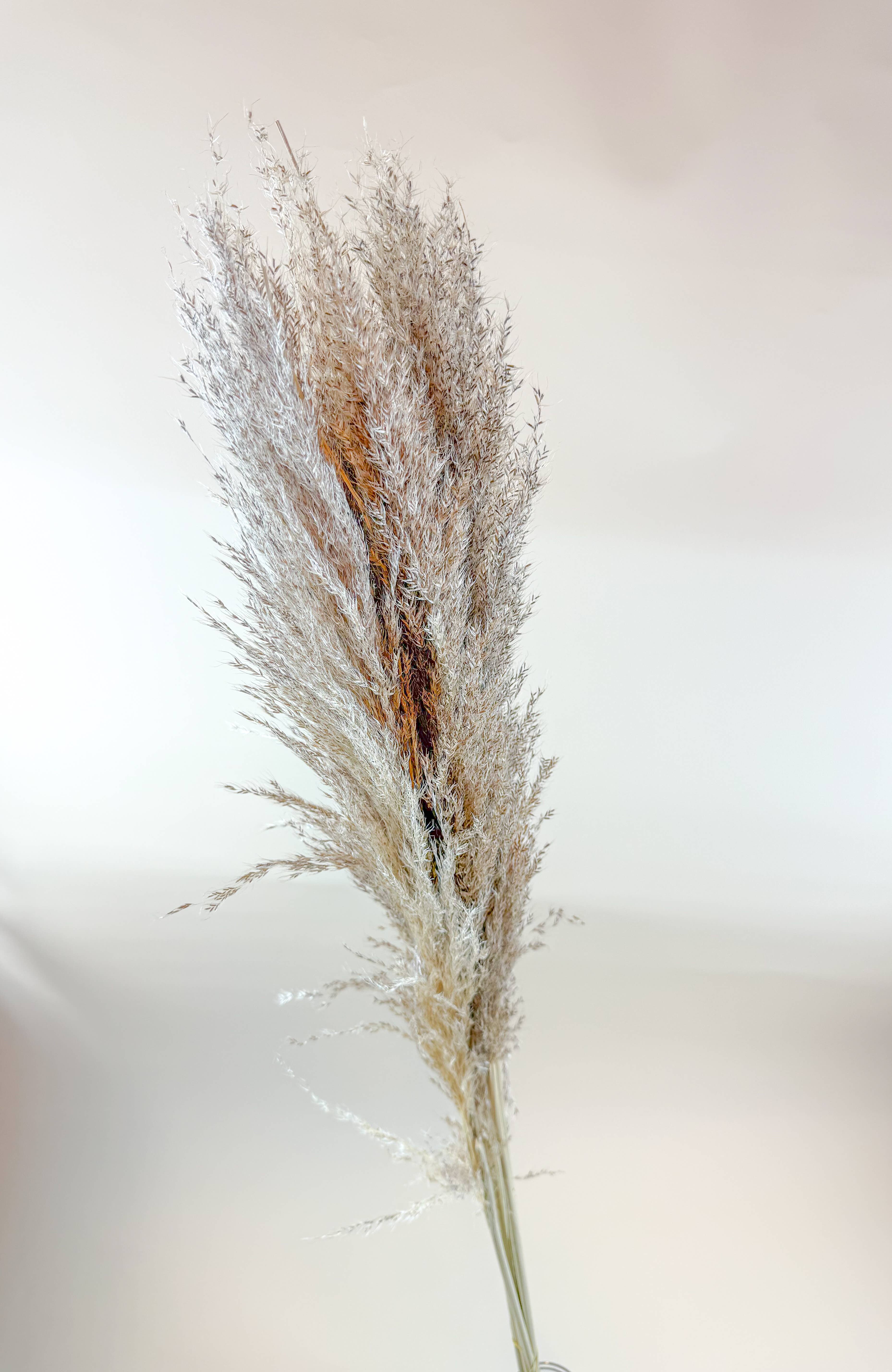 Lovejoy Farms Premium Dried Flowers - Wholesale Dried/Pressed Flowers - Pampas Grass (5 Stem) – Natural Dried Grass for Décor0