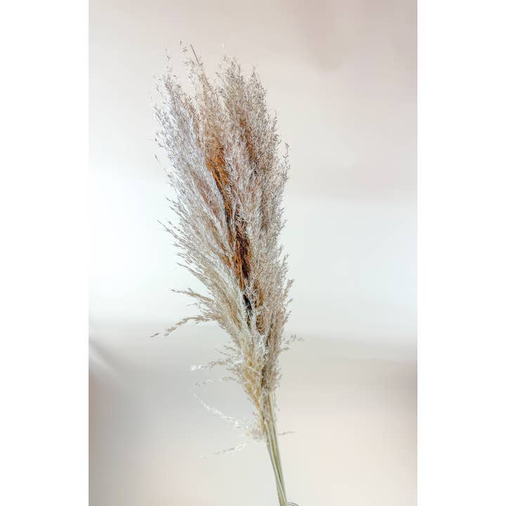 Lovejoy Farms Premium Dried Flowers - Vendita all'ingrosso Fiori secchi/pressati - Erba delle Pampas (5 Steli) – Erba Secca Naturale per Decorazione