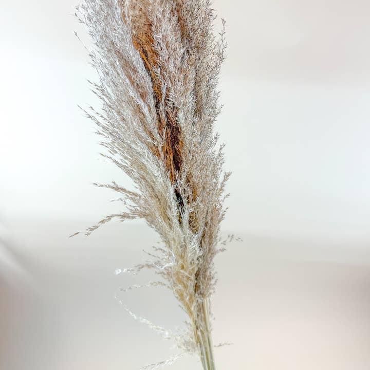 Pampas Grass (5 Stem) – Natural Dried Grass for Décor and other Purchase Wholesale fake pampas grass. Free Returns & Net 60 Terms on Faire trending on Faire.