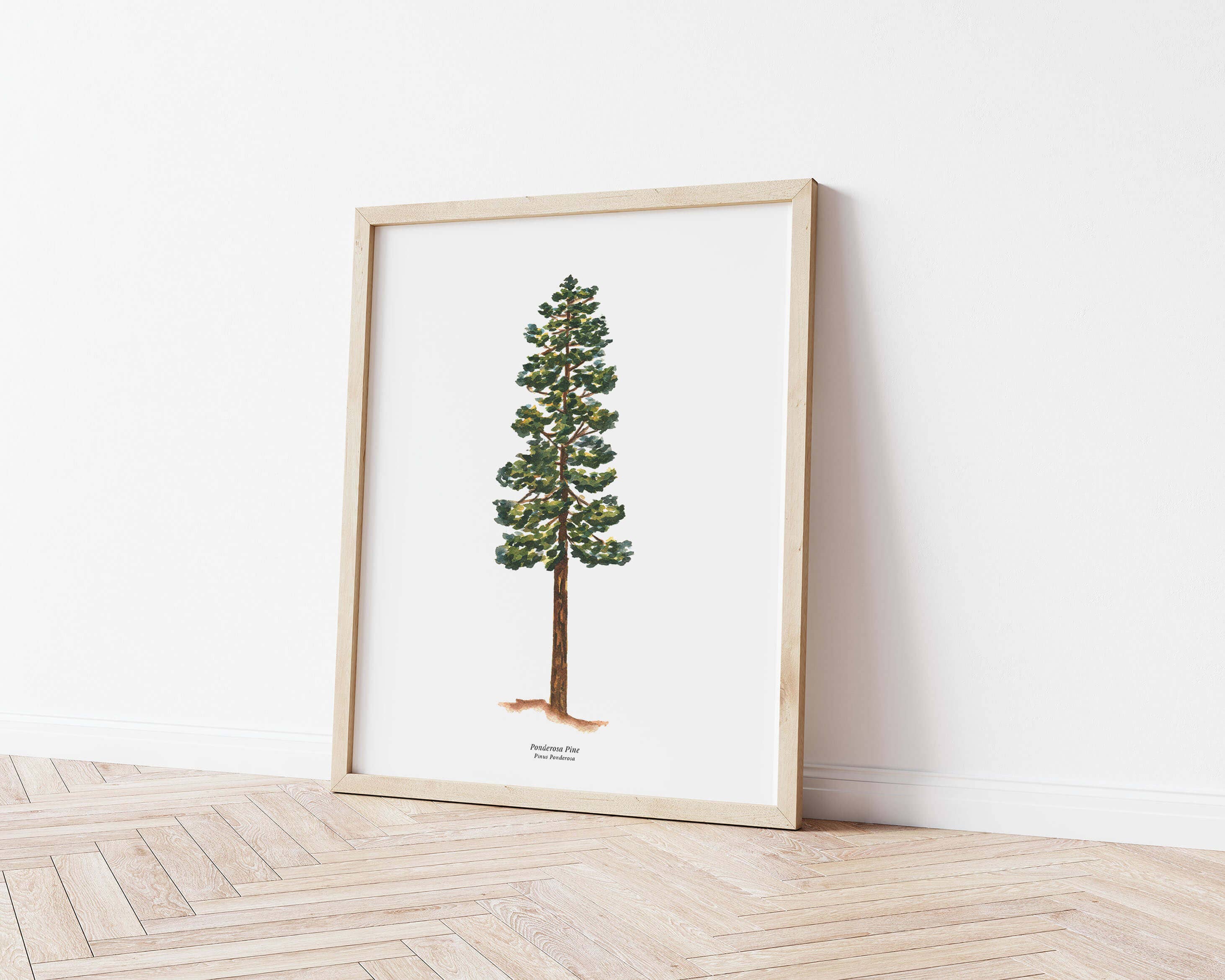 Watercolor Wednesday - Wholesale Art Print - Tree Art Print | Watercolor Ponderosa Pine Nature Wall Art1