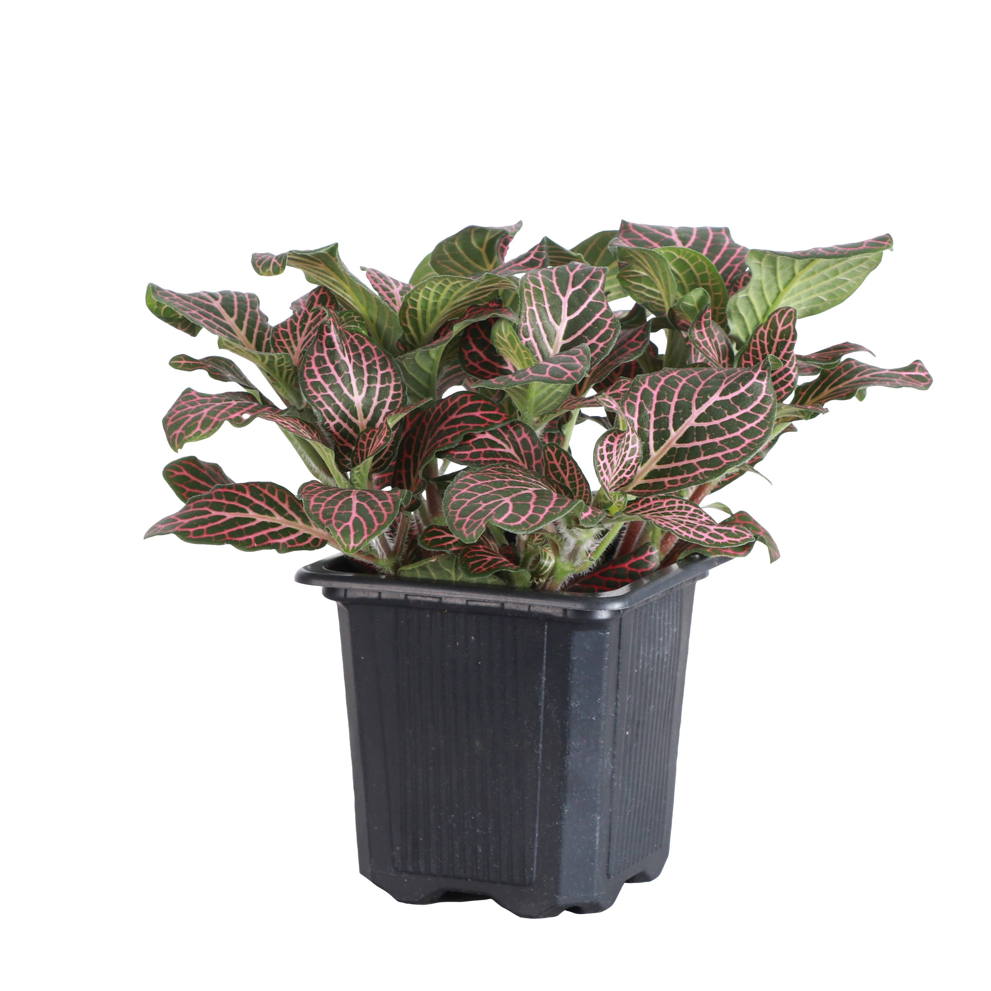 Thorsen's Greenhouse - Wholesale Live Plant - Pink Fittonia Nerve Plant - Live Plant4