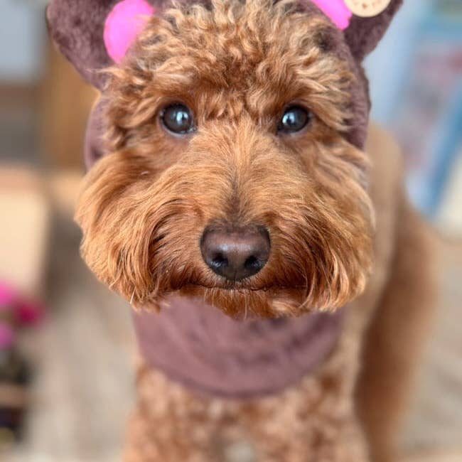 Puppies & Pom Poms - Wholesale Pet Costume - Dog - Dog Snood / Buff / Hat - Brown Teddy Bear2