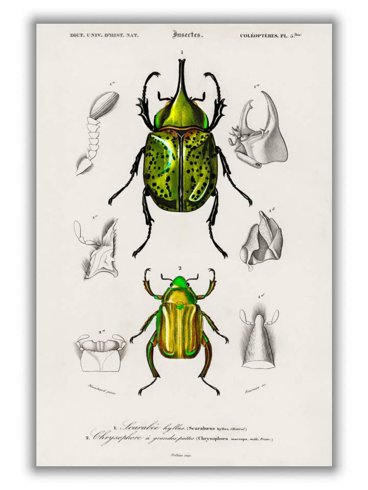 Scarabée à Hécules de l'Est pour la vente par Stanley Print House
